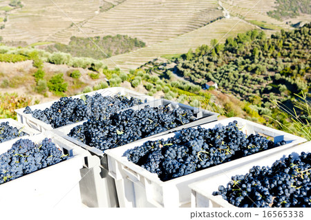 wine harvest, Douro Valley, Portugal wine harvest, Douro Valley, Portugal 16565338