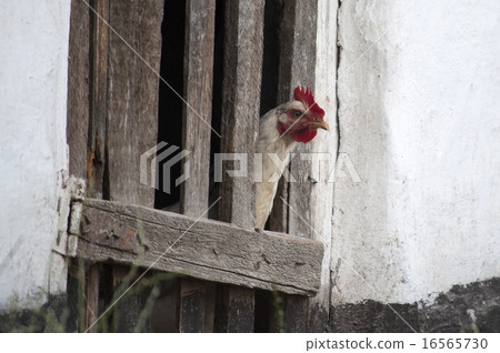 Chicken looks through fence 16565730