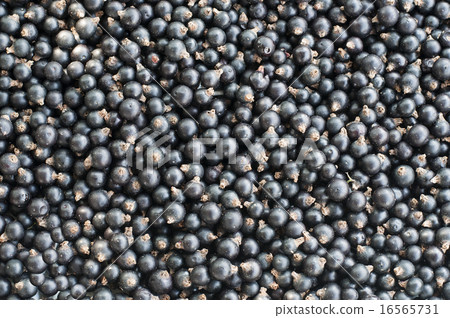 Currant black Background 16565731