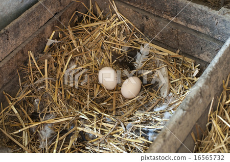 White eggs on the hay 16565732