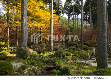 Kyoto Ohara Sansenin Autumn leaves 16566229