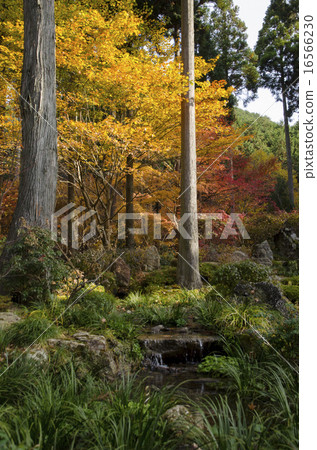 Kyoto Ohara Sansenin Autumn leaves Kyoto Ohara Sansenin Autumn leaves 16566230