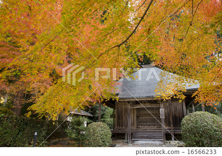 京都Ohara北海道秋葉 16566233