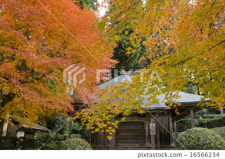 Autumn leaves of Kyoto Ohara Hokkaido 16566234