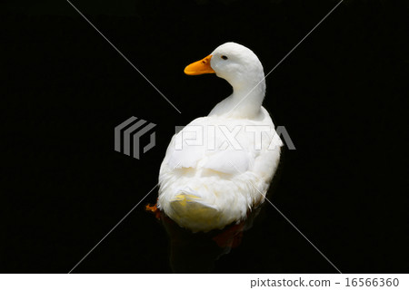 duck	 16566360