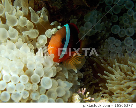 Palauan海的一條銀蓮花屬魚 Palauan海的一條銀蓮花屬魚 16566377