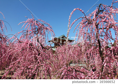 The weeping plum of Hofu Tenmangu Shrine in full bloom 16566652