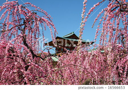The weeping plum of Hofu Tenmangu Shrine in full bloom 16566653
