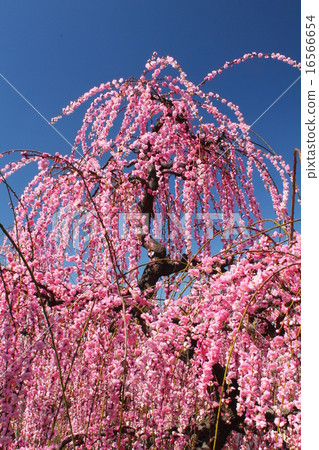 The weeping plum of Hofu Tenmangu Shrine in full bloom 16566654