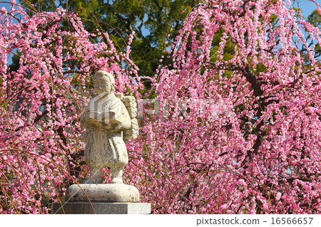 The weeping plum of Hofu Tenmangu Shrine in full bloom 16566657