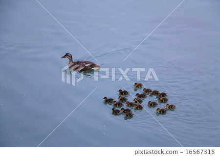 9個角龍 9個角龍 16567318