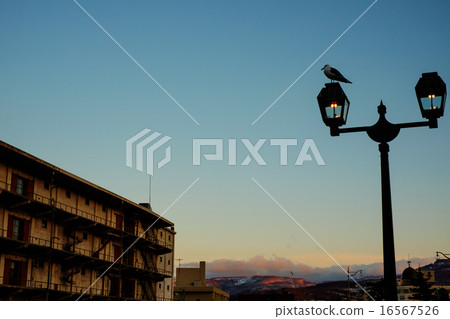Otaru Canal and Seagulls 16567526