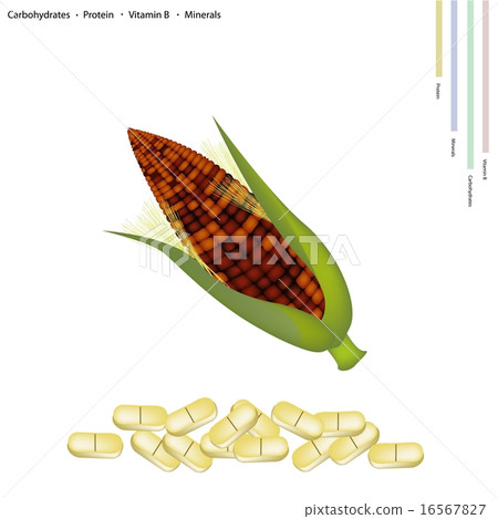 Purple Corn Seed with Vitamin B and Minerals Purple Corn Seed with Vitamin B and Minerals 16567827