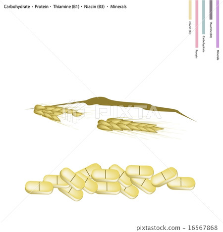 Wheat with Carbohydrate, Protein, Vitamin B1 B3 Wheat with Carbohydrate, Protein, Vitamin B1 B3 16567868