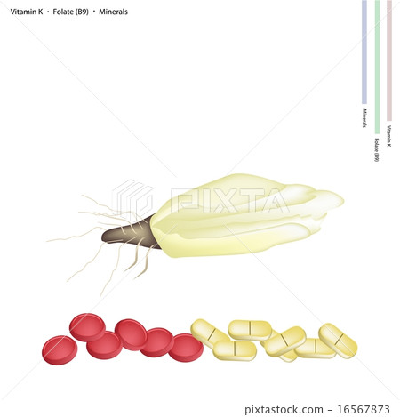 Endivia with Vitamin K and Vitamin B 16567873