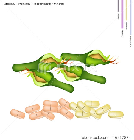 Fresh Zucchini Blossoms with Vitamin C, B6 and B2 Fresh Zucchini Blossoms with Vitamin C, B6 and B2 16567874