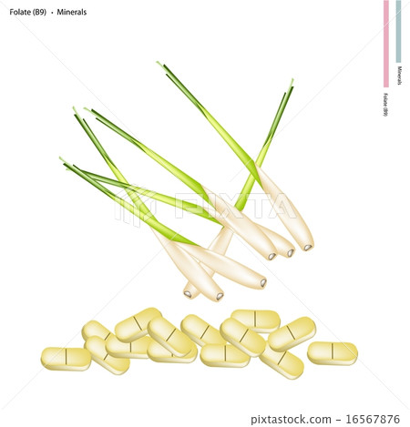 Fresh Lemon Grass with Vitamin B9 and Minerals 16567876