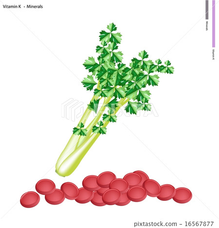 Fresh Green Celery with Vitamin K and Minerals Fresh Green Celery with Vitamin K and Minerals 16567877