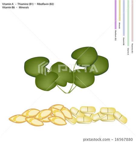 Gotu Kola with Vitamin A, B1, B2 and B6 16567880