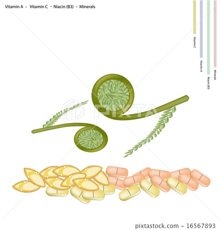 Ostrich Fern with Vitamin A, Vitamin C Vitamin B3 16567893