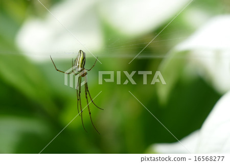 White clover and semi-summer students 16568277