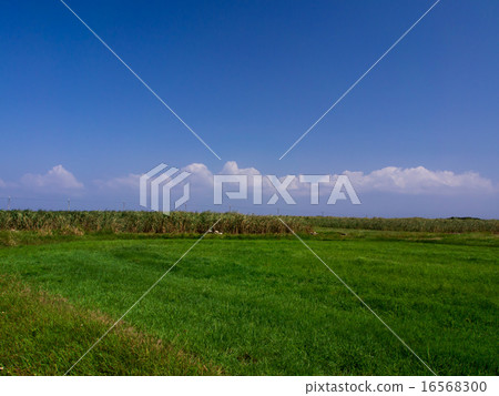 熱帶景觀 16568300