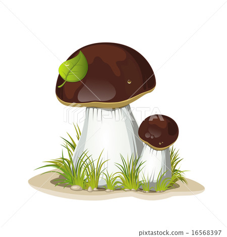 Two ceps isolated on a white background Two ceps isolated on a white background 16568397