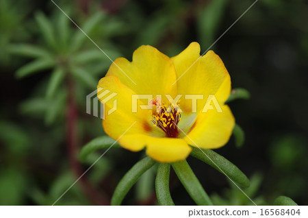 Matsuba button 16568404