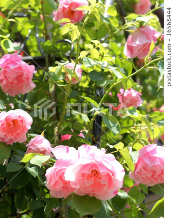 粉紅玫瑰拱門（西班牙美女） 16568444