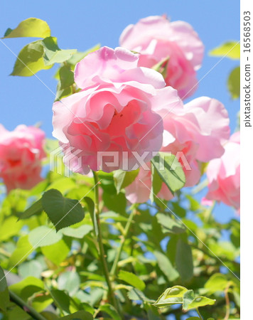 粉紅玫瑰拱門(西班牙美女) 粉紅玫瑰拱門(西班牙美女) 16568503