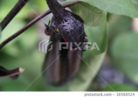 茄子 茄子 16568524