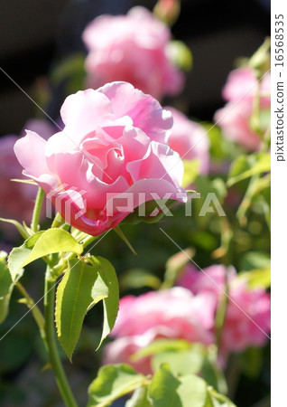 粉紅玫瑰拱門（西班牙美女） 16568535