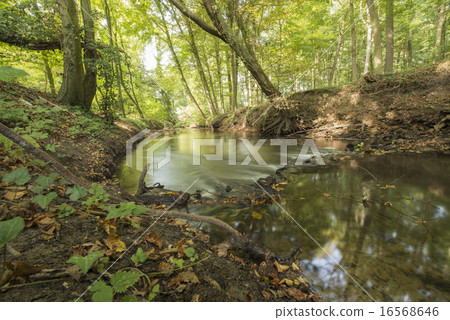 Protected Brook in the Netherlands Protected Brook in the Netherlands 16568646
