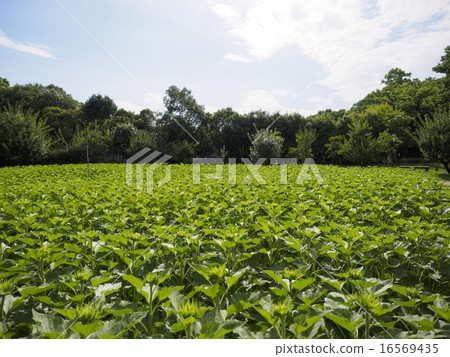 Sunflower before flowering (Osaka · summer) Sunflower before flowering (Osaka · summer) 16569435