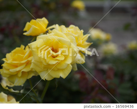 Yellow roses (Osaka, summer) Yellow roses (Osaka, summer) 16569436