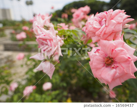 粉紅玫瑰(大阪,夏季) 粉紅玫瑰(大阪,夏季) 16569437