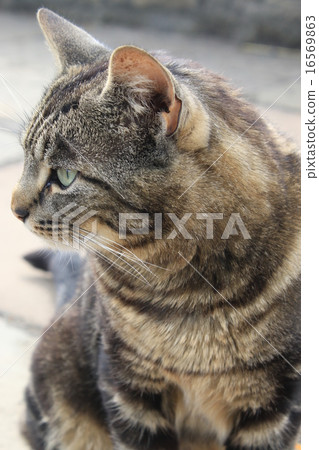 [動物]面對尾巴的貓 16569863