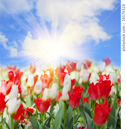 Field with the blossoming tulips 16570329