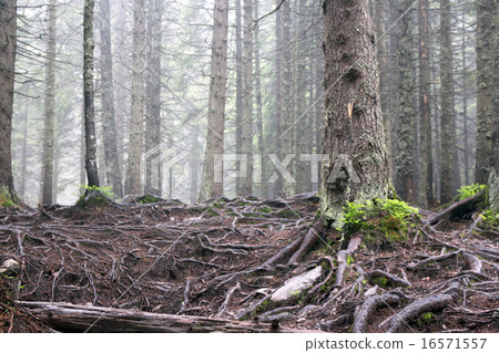 forest tree roots forest tree roots 16571557