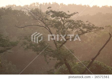 所澤·Say山湖·早晚景觀 16571561