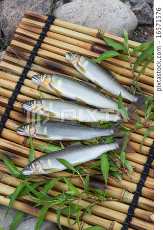 Kami河的天然香魚 16571576