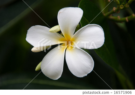 One Plumeria Up 16571906