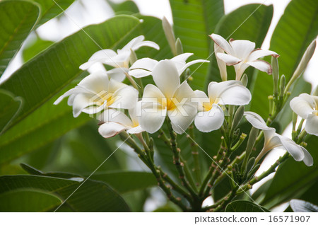 White flanger Jaani a lot White flanger Jaani a lot 16571907