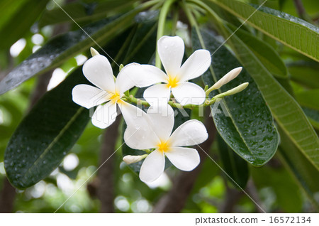 Plumeria three wheels 16572134