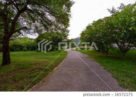 Hiraso Lake (Kakogawa City, Hyogo Prefecture) The state of the boardwalk Hiraso Lake (Kakogawa City, Hyogo Prefecture) The state of the boardwalk 16572173