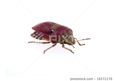 Sloe bug on white background 16572178