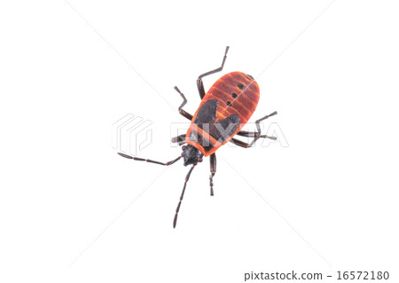 Firebug on white background 16572180