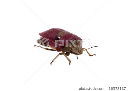 Sloe bug on white background Sloe bug on white background 16572187