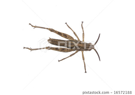 Brown grasshopper on a white background 16572188