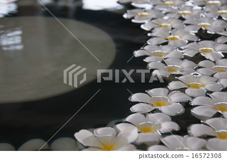 White plumeria flower arrangement White plumeria flower arrangement 16572308